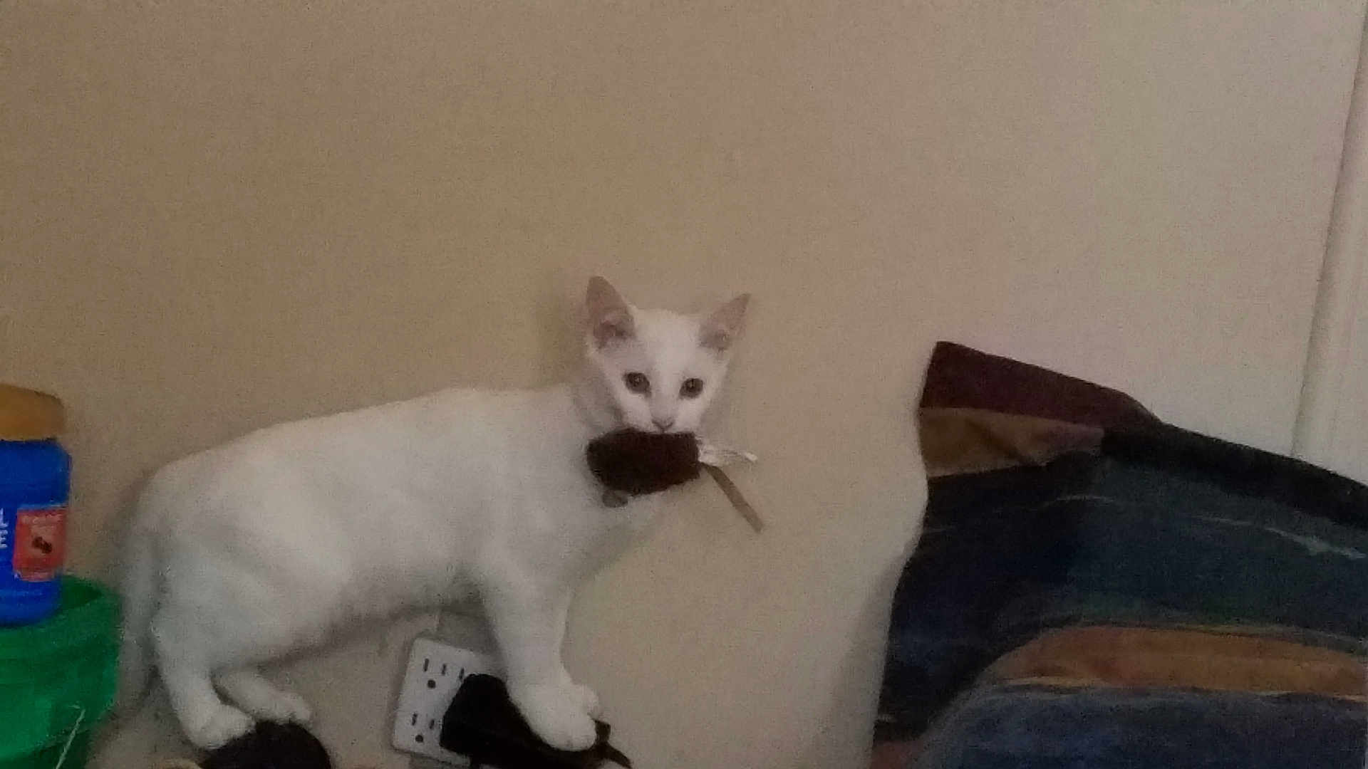 Winter is registered to the contest to win money with this photo: cat, white_cat, indoor, toy_mouse, pet, animal, feline, wall, pillow, blue_container, brown, black_object, floor, standing, mouth, cute, domestic_animal, household, furniture, pet_toy