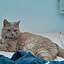 animal, bed, beige_cat, blanket, blue_clothing, cat, collar, domestic_animal, ears, feline, fur, home, indoor, looking, pet, relaxed, resting, tail, textured_wall, whiskers