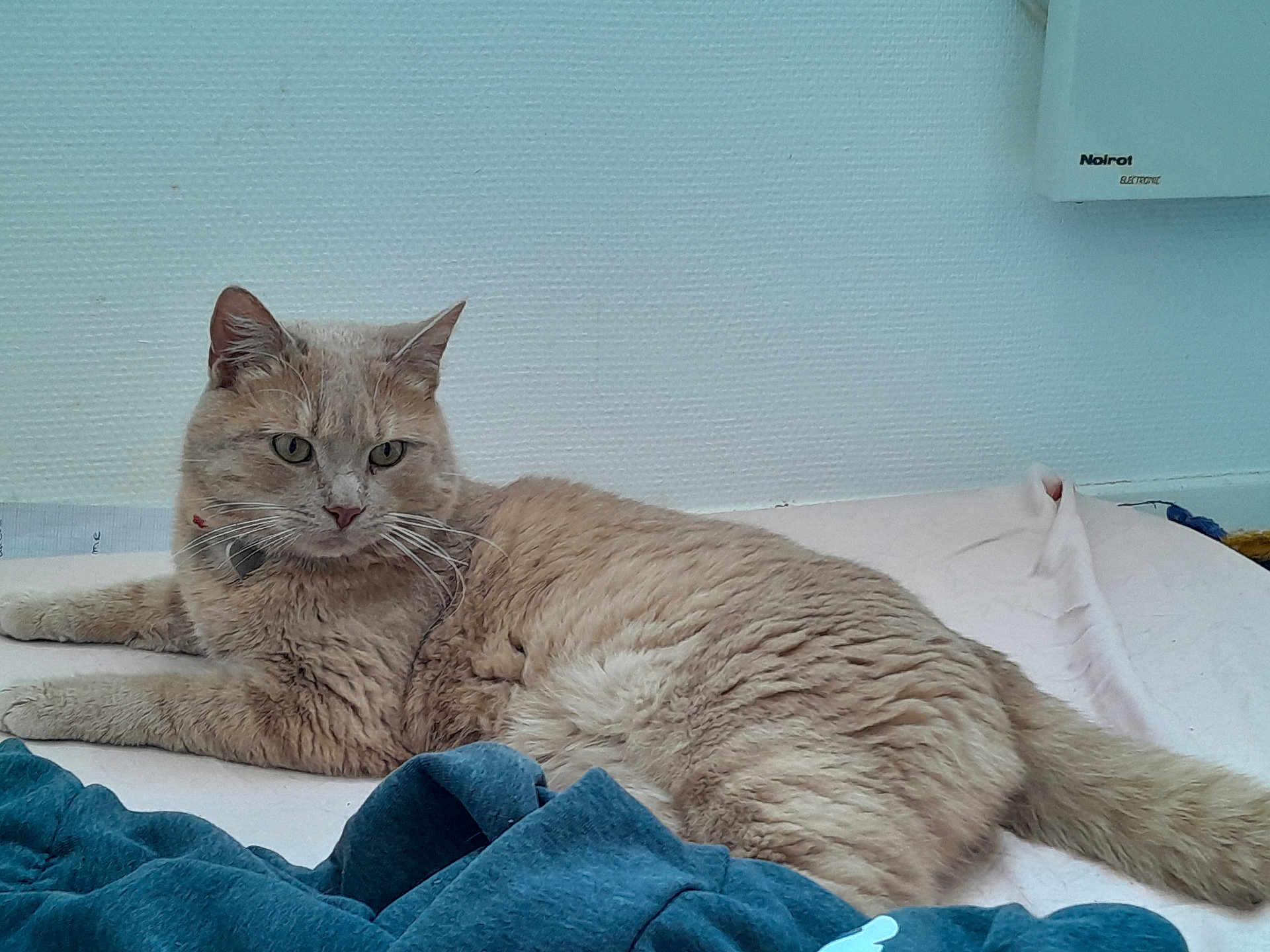 Garfield
