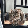 Olive participe au concours pour gagner de l'argent avec cette photo : abyssinian, angora, animal, architecture, cat, chair, cushion, desk, drawer, egyptiancat, furniture, homedecor, indoors, kitten, manx, pet, plywood, table, window, wood