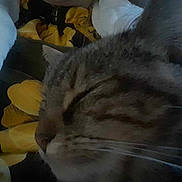 Olive a rejoint le concours — aidez-le/la à gagner de superbes lots ! abyssinian, animal, cat, citrusfruit, daffodil, daisy, face, flower, head, kitten, manx, person, pet, petal, photography, plant, portrait, pottedplant, sleeping, smelling