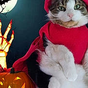 Juju joined the competition — help win amazing prizes! cat, halloween, costume, devil, red_clothing, pumpkin, jack_o_lantern, full_moon, bats, skeleton_hand, night, spooky, green_eyes, animal, pet, black_and_white_cat, holiday, decoration, funny, portrait