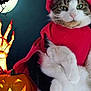 cat, halloween, costume, devil, red_clothing, pumpkin, jack_o_lantern, full_moon, bats, skeleton_hand, night, spooky, green_eyes, animal, pet, black_and_white_cat, holiday, decoration, funny, portrait