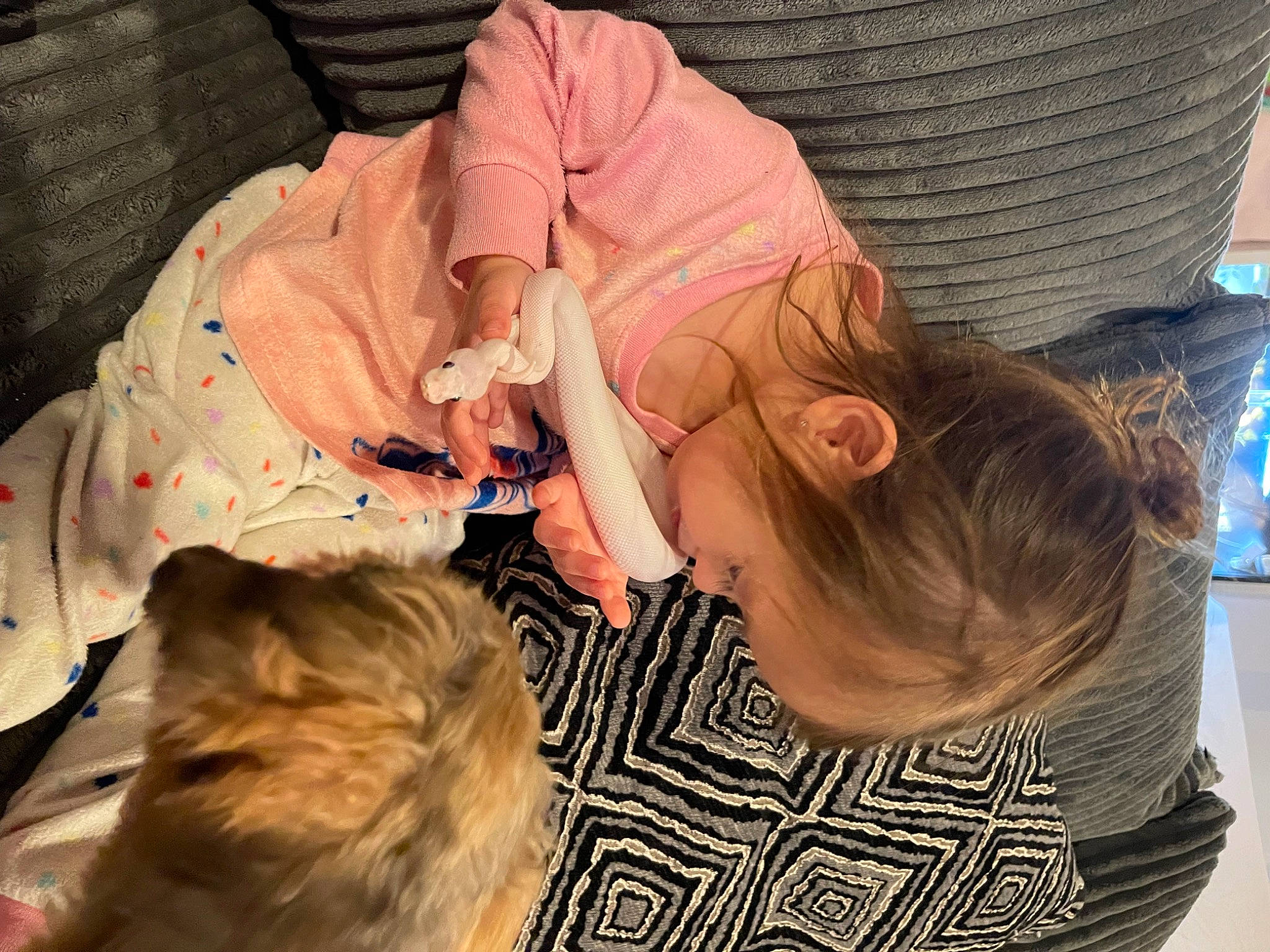 Olive is registered to the contest to win money with this photo: carnivore, child, comfort, companion_dog, dog_breed, felidae, fun, fur, hair_coloring, hairstyle, hat, interaction, lap, nail, nap, pattern, person, sitting, small_to_medium_sized_cats, toddler