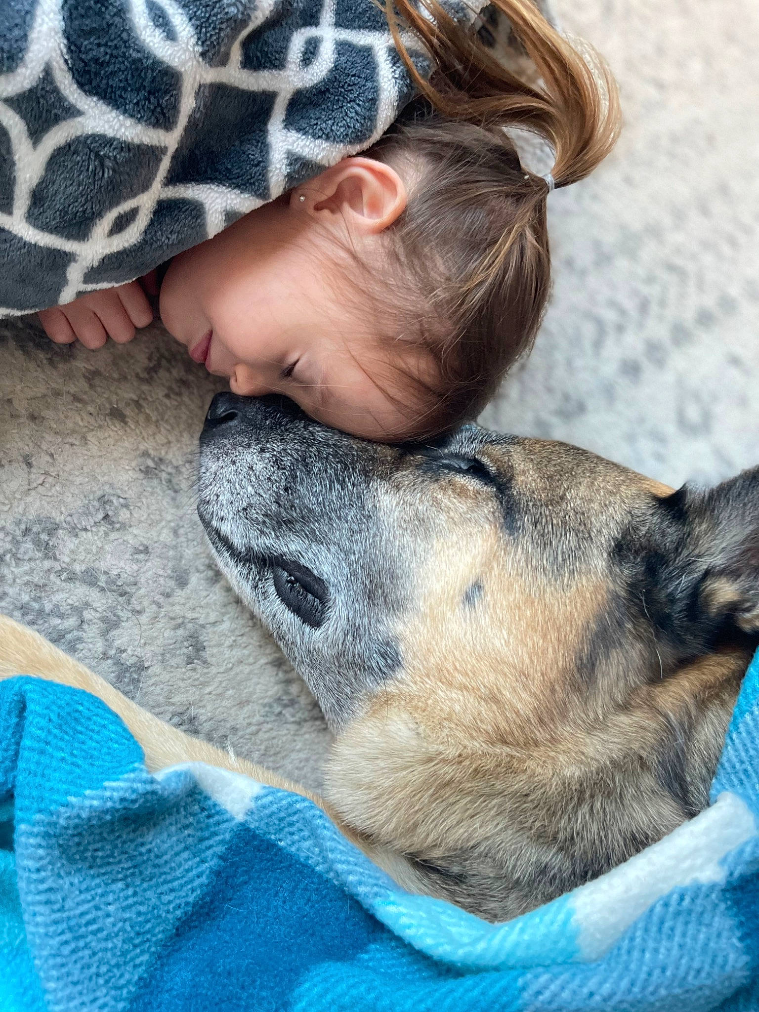 Olive joined the competition — help win amazing prizes! carnivore, child, comfort, companion_dog, dog, dog_breed, ear, fawn, felidae, fur, grass, leg, nap, nose, person, sitting, skin, sporting_group, sunglasses, toddler