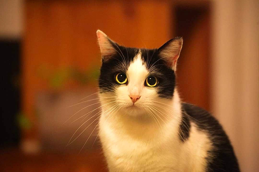 Nikki a rejoint le concours — aidez-le/la à gagner de superbes lots ! aegean_cat, american_wirehair, carnivore, cat, domestic_short_haired_cat, european_shorthair, eye, felidae, fur, kitten, mammal, small_to_medium_sized_cats, snout, vertebrate, whiskers