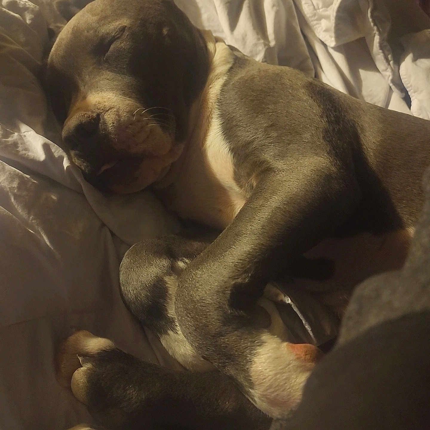 Reaper is registered to the contest to win money with this photo: animal, bed, bedroom, blanket, boxer, bulldog, canine, couch, dog, frenchbulldog, furniture, hound, indoors, person, pet, pitbull, puppy, room, sleeping, snout