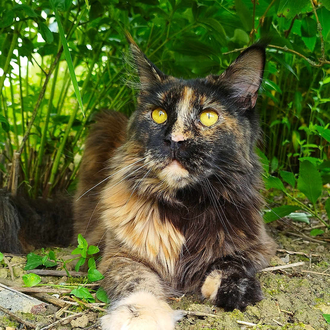 Téhani a rejoint le concours — aidez-le/la à gagner de superbes lots ! animal, cat, flower, grass, green, herbal, herbs, jungle, kitten, land, leaf, manx, nature, outdoors, pet, plant, soil, tree, vegetation, wood