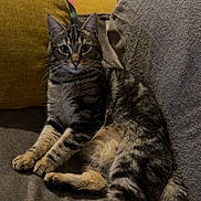 Rocky participe au concours pour gagner de l'argent avec cette photo : animal, cat, couch, cozy, cute, domestic_cat, feline, fur, home, indoor, living_room, looking, mammal, pet, pillow, relaxed, seated, tabby, whiskers, yellow_pillow