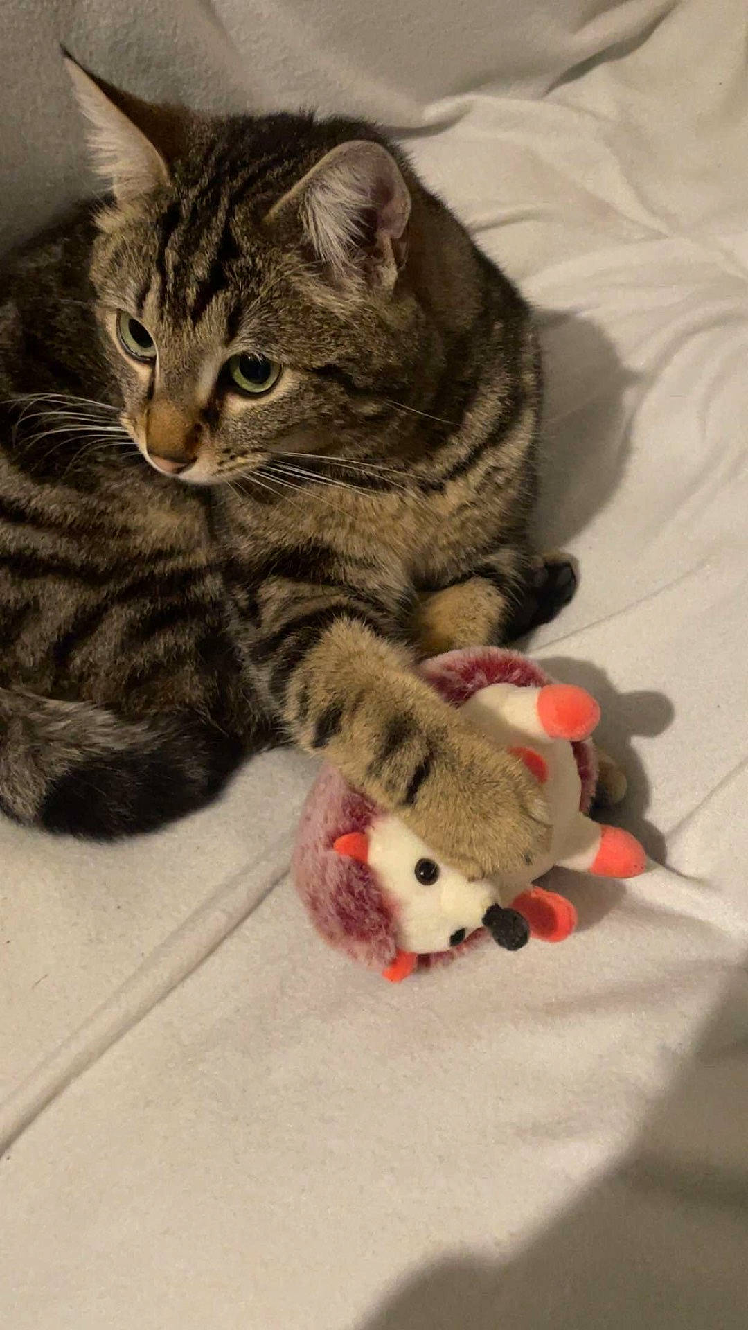 Rocky participe au concours pour gagner de l'argent avec cette photo : animal, cat, claws, cute, domestic_cat, ears, feline, green_eyes, hedgehog_toy, indoor, paw, pet, playful, plush_toy, resting, soft_texture, striped_fur, tabby_cat, whiskers, white_background