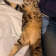 Rocky is registered to the contest to win money with this photo: animal, blanket, cat, companion, cozy, cute, feline, fluffy, fur, human, indoor, jacket, jeans, lying_down, paw, pet, relaxed, resting, striped, tabby