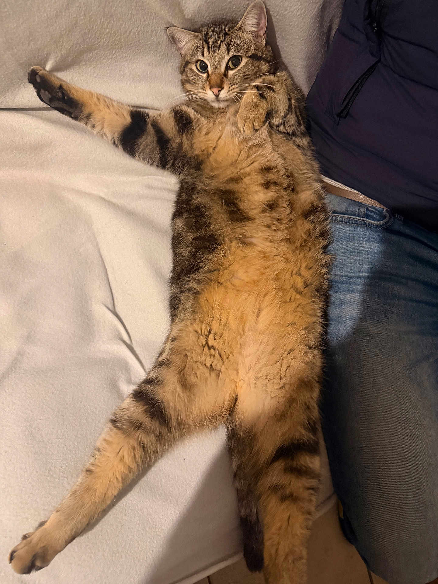 Rocky is registered to the contest to win money with this photo: animal, blanket, cat, companion, cozy, cute, feline, fluffy, fur, human, indoor, jacket, jeans, lying_down, paw, pet, relaxed, resting, striped, tabby