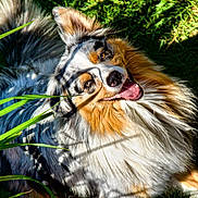 Usopp a rejoint le concours — aidez-le/la à gagner de superbes lots ! animal, australian_shepherd, canine, cute, dog, ears, fur, grass, happy, nature, outdoor, pet, playful, relaxed, shadow, smiling, summer, sunlight, tongue, tongue_out