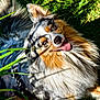 animal, australian_shepherd, canine, cute, dog, ears, fur, grass, happy, nature, outdoor, pet, playful, relaxed, shadow, smiling, summer, sunlight, tongue, tongue_out