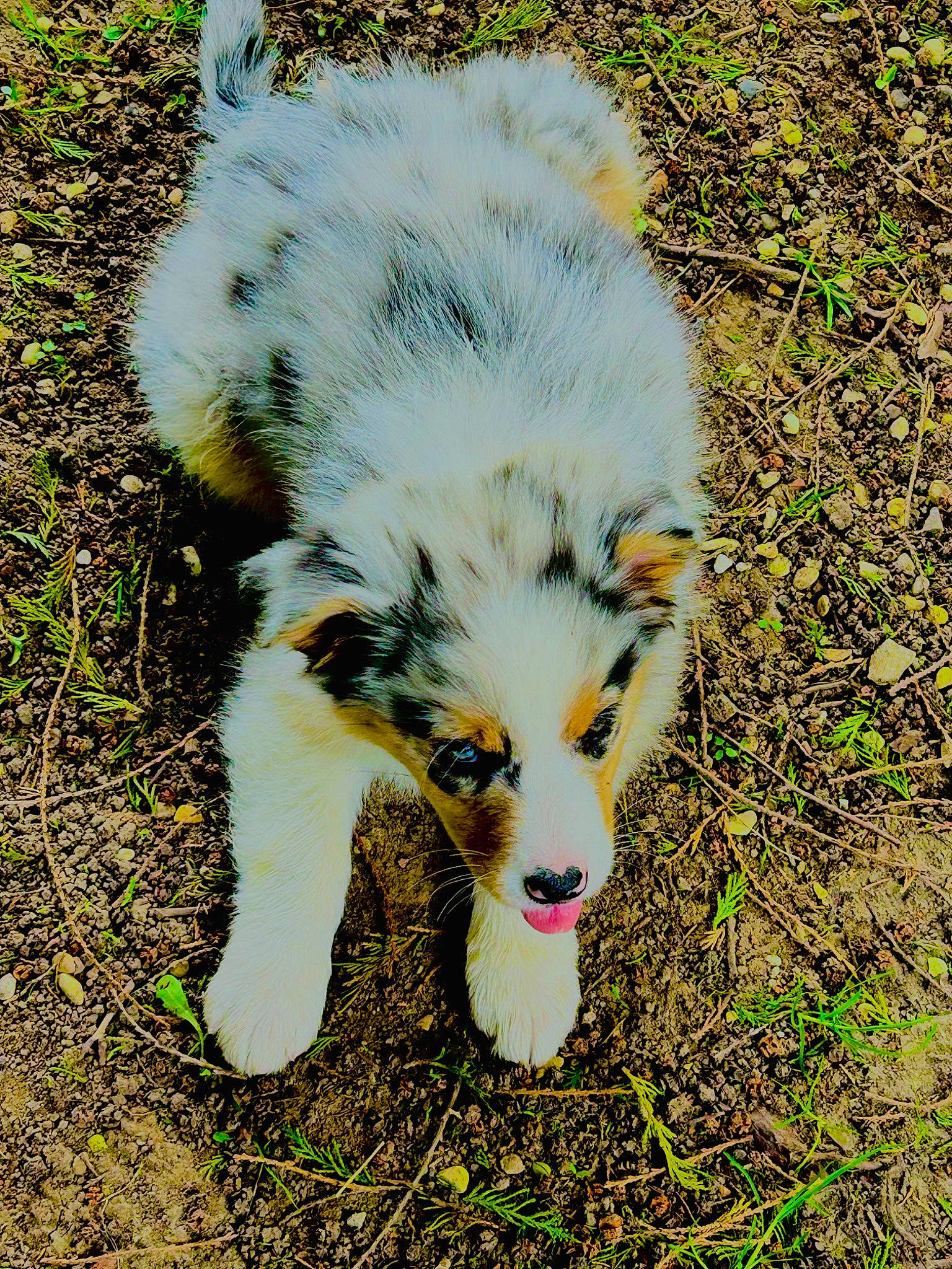 Usopp participe au concours pour gagner de l'argent avec cette photo : canidae, carnivore, companion_dog, dog_breed, fur, grass, grassland, soil, sporting_group, tail, terrestrial_animal