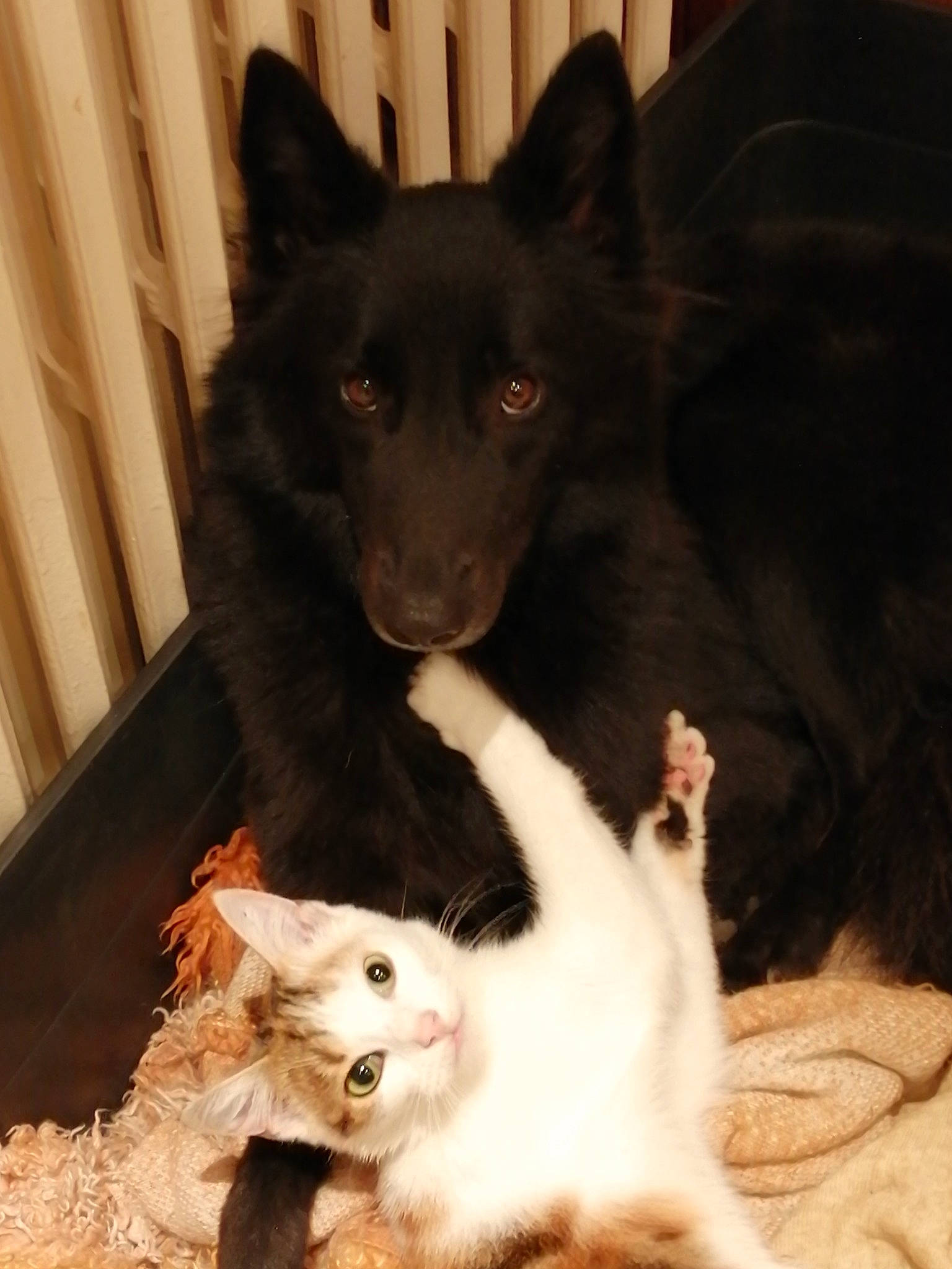 Paillette participe au concours pour gagner de l'argent avec cette photo : canidae, carnivore, dog, dog_breed, mammal, puppy, schipperke, vertebrate