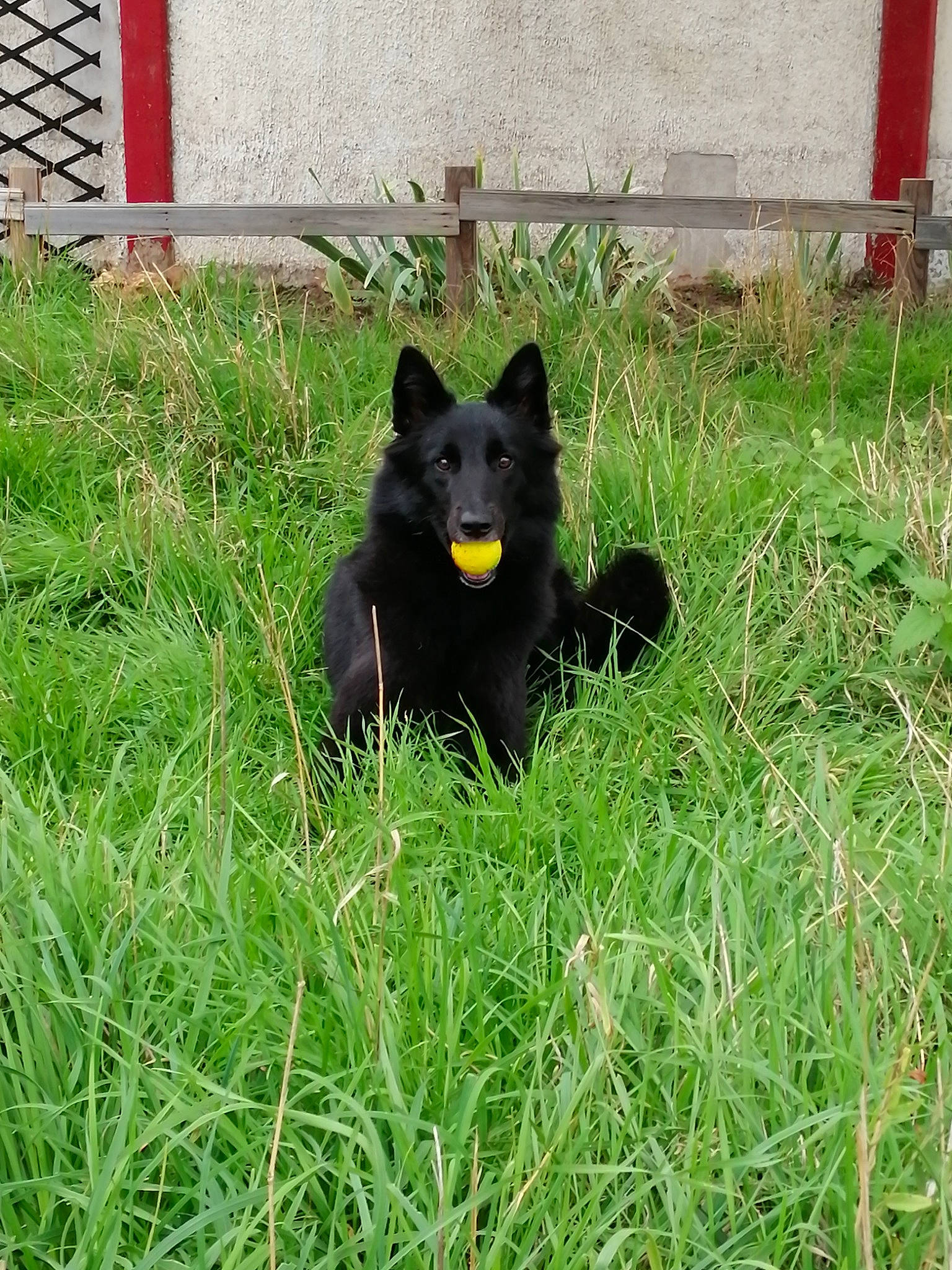 Paillette a rejoint le concours — aidez-le/la à gagner de superbes lots ! belgian_shepherd, canidae, carnivore, dog, dog_breed, eurasier, german_spitz_mittel, grass, groenendael, lawn, mammal, non_sporting_group, plant, schipperke, swedish_lapphund, vertebrate