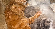Concrete is registered to the contest to win money with this photo: cat, cats, feline, fur, fluffy, orange_cat, gray_cat, white_cat, sleeping, cuddling, pets, animal, cozy, blanket, indoor, resting, cute, paw, whiskers, relaxing