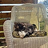 Concrete joined the competition — help win amazing prizes! cat, sleeping, fluffy, wicker_chair, cushion, outdoor, wooden_floor, wooden_fence, sunlight, nature, pet, relaxing, animal, cozy, daylight, sky, clouds, greenery, resting, peaceful