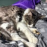 Concrete joined the competition — help win amazing prizes! animal, bed, blanket, cat, closeup, comfort, cozy, cute, feline, fur, gray, indoor, nap, pet, purple, relaxed, resting, sleeping, soft, white