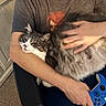 Concrete is registered to the contest to win money with this photo: cat, person, arm, hand, gaming_controller, chair, furniture, carpet, tshirt, indoor, pet, fluffy_cat, gray_cat, white_cat, relaxing, comfort, cuddling, gaming, casual, home
