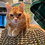Gilbert is registered to the contest to win money with this photo: cat, orange_cat, fluffy, pet, indoor, woven_basket, close_up, animal, feline, resting, looking_at_camera, household, cozy, plaid, fabric, green, background_blur, whiskers, ears, paws