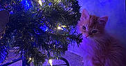 Gilbert is registered to the contest to win money with this photo: kitten, cat, christmas_tree, lights, ornaments, carpet, indoor, pet, animal, curious, orange_fur, fluffy, decorations, festive, tree_stand, wall, cords, lighting, blue_light, cozy