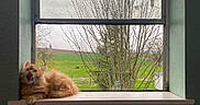 Gilbert is registered to the contest to win money with this photo: animal, cat, cozy, daylight, fluffy, grass, green_field, house, indoor, leafless_tree, licking, nature, orange_cat, outdoor, pet, resting, tree, window, windowsill, yawning_cat