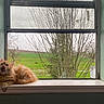 Gilbert is registered to the contest to win money with this photo: cat, orange_cat, fluffy, windowsill, window, tree, leafless_tree, green_field, grass, outdoor, indoor, pet, animal, yawning_cat, licking, resting, nature, house, daylight, cozy