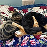 Gilbert joined the competition — help win amazing prizes! animal, black_cat, blanket, cat, colorful, cozy, cute, fluffy, fur, ginger_cat, indoor, kitten, paw, pet, quilt, relaxed, resting, sleeping, snuggling, tabby_cat