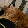 Gilbert joined the competition — help win amazing prizes! cat, orange_tabby, sleeping, fur, indoor, cozy, blanket, chair, pet, animal, napping, resting, cute, whiskers, soft, relaxed, feline, domestic, closeup, comfort