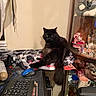 Nezuko joined the competition — help win amazing prizes! black_cat, cat, pet, indoor, blanket, desk, keyboard, computer_mouse, figurines, glass_cabinet, mug, cozy, home, furniture, relaxed, animal, fluffy, cute, window, decor