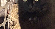 Nezuko is registered to the contest to win money with this photo: black_cat, cat, laundry_basket, clothes, carpet, indoor, pet, feline, fur, green_eyes, curious, close_up, household, domestic, animal, sitting, looking, whiskers, ears, floor