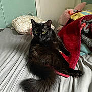Nezuko is registered to the contest to win money with this photo: cat, black_cat, pet, bed, blanket, plush_toy, indoor, furniture, door, door_knob, wall, resting, fur, animal, yellow_eyes, curious, cozy, soft_texture, domestic, relaxed