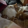 Butter is registered to the contest to win money with this photo: cat, cats, animal, pet, sleeping, cozy, blanket, fur, indoor, resting, cute, orange_cat, white_cat, soft, pile, domestic, relaxing, warm, furry, snuggling