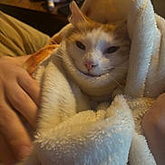 Butter is registered to the contest to win money with this photo: cat, animal, pet, blanket, cozy, indoor, fur, orange_and_white, snug, resting, hand, soft, warm, comfort, wrapped, cute, domestic, relaxed, feline, portrait