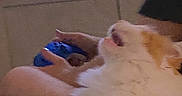 Butter is registered to the contest to win money with this photo: blurred, casual, cat, companion, couch, fluffy_cat, furniture, game_controller, gaming, hands, home, indoor, lap, low_light, orange_and_white_cat, person, pet, relaxed, screen, television