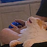 blurred, casual, cat, companion, couch, fluffy_cat, furniture, game_controller, gaming, hands, home, indoor, lap, low_light, orange_and_white_cat, person, pet, relaxed, screen, television