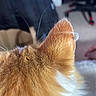 Butter is registered to the contest to win money with this photo: cat, ear, fur, ginger_cat, close_up, indoor, blurred_background, whiskers, feline, pet, animal, soft, hair, chair, carpet, home, domestic, cozy, orange, white