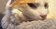 Butter is registered to the contest to win money with this photo: cat, orange_and_white, feline, pet, indoor, resting, cozy, soft_texture, paw, whiskers, close_up, relaxed, sleepy, fur, animal, domestic_cat, cute, face, ears, pink_nose