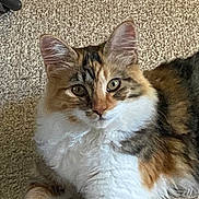 Senua joined the competition — help win amazing prizes! cat, calico, fluffy, carpet, indoor, pet, feline, fur, relaxed, laying, animal, whiskers, ears, eyes, cute, domestic, mammal, closeup, soft, resting