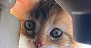 Senua is registered to the contest to win money with this photo: kitten, cat, animal, pet, curious, close_up, face, whiskers, fur, ears, eyes, wood, railing, sunlight, cute, adorable, indoor, soft, young, peek