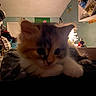 kitten, cat, indoor, bedroom, clutter, laundry, shelf, lamp, soft_light, furniture, furry, pet, animal, curious, cozy, close_up, domestic, young_animal, resting, dim_light