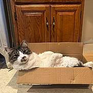Asmodeus is registered to the contest to win money with this photo: animal, box, cardboard_box, cat, cozy, cute, domestic, floor, fluffy, furniture, gray, home, indoor, looking_at_camera, lying_down, pet, relaxed, tabby, white, wooden_cabinet