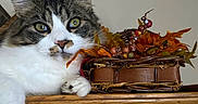 Asmodeus is registered to the contest to win money with this photo: cat, animal, pet, fur, whiskers, ears, eyes, wood, basket, autumn, fall, decorations, orange, brown, indoor, closeup, portrait, relaxed, feline, home