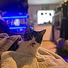 Asmodeus is registered to the contest to win money with this photo: cat, blanket, indoor, cozy, fluffy, pet, animal, fur, relaxing, comfort, home, lighting, blue_light, soft_focus, portrait, cute, whiskers, tabby, resting, warm