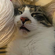 Asmodeus joined the competition — help win amazing prizes! cat, close_up, sleeping, tongue_out, yarn, crochet_hook, soft, cozy, white, brown, striped, fur, pet, animal, relaxed, whiskers, cute, indoor, resting, face