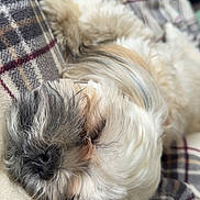 Dumplin is registered to the contest to win money with this photo: dog, sleeping, fluffy, cozy, blanket, plaid, resting, cute, pet, fur, indoor, relaxed, animal, snuggled, closeup, soft, peaceful, companion, adorable, calm