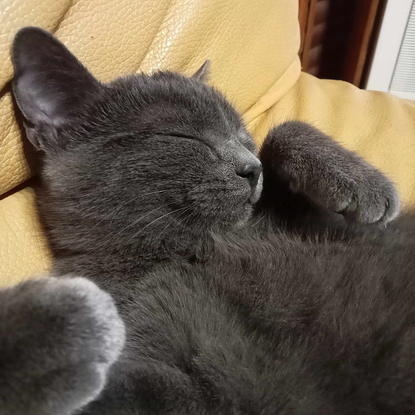 Bistouquette a rejoint le concours — aidez-le/la à gagner de superbes lots ! animal, cat, closeup, companion, couch, cozy, cute, domestic_cat, feline, fur, gray_cat, indoor, leather, nap, paw, pet, relaxed, resting, sleeping, whiskers
