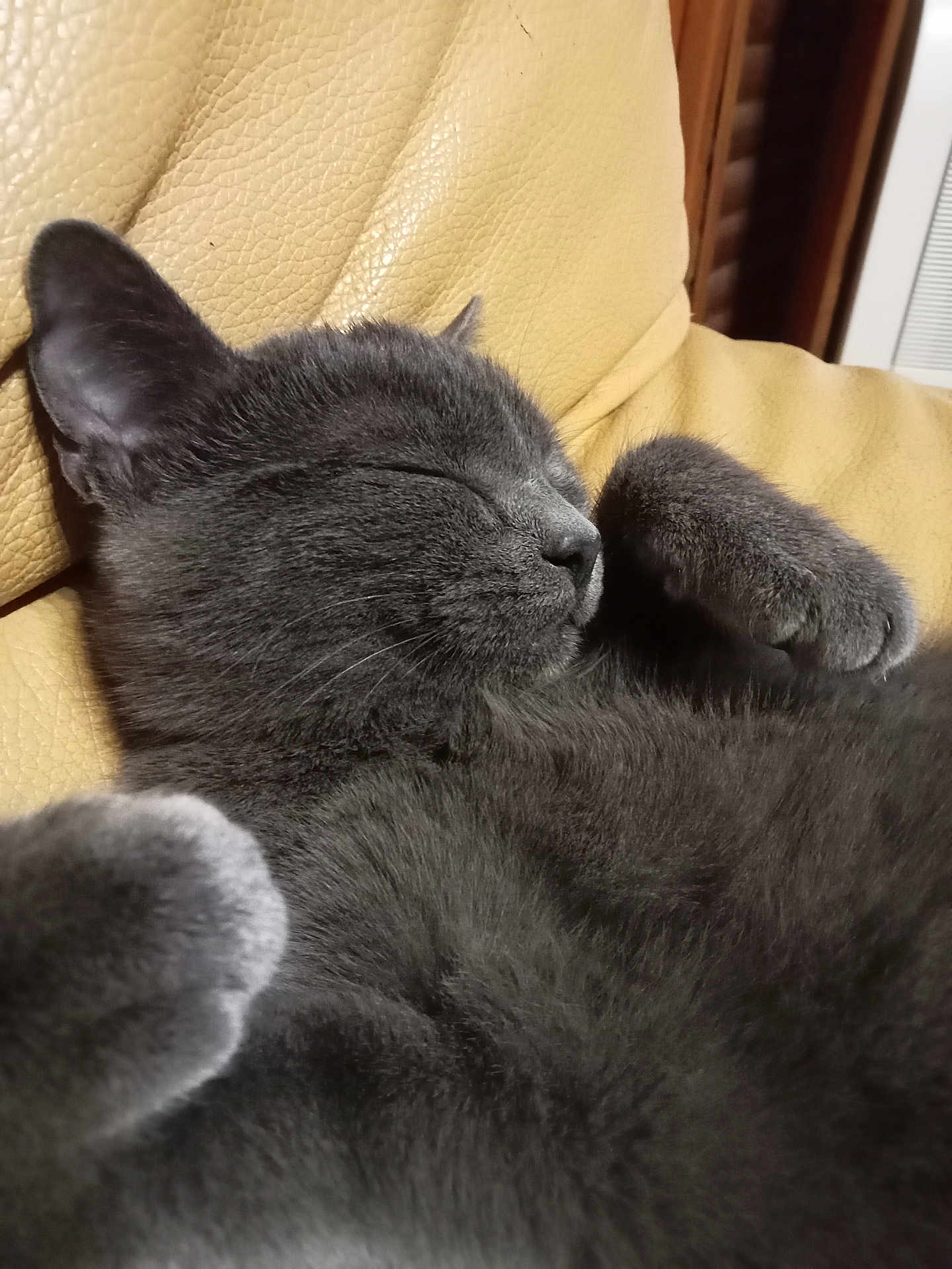 Bistouquette a rejoint le concours — aidez-le/la à gagner de superbes lots ! cat, gray_cat, sleeping, indoor, couch, leather, cozy, pet, feline, fur, relaxed, closeup, whiskers, paw, resting, animal, domestic_cat, cute, companion, nap